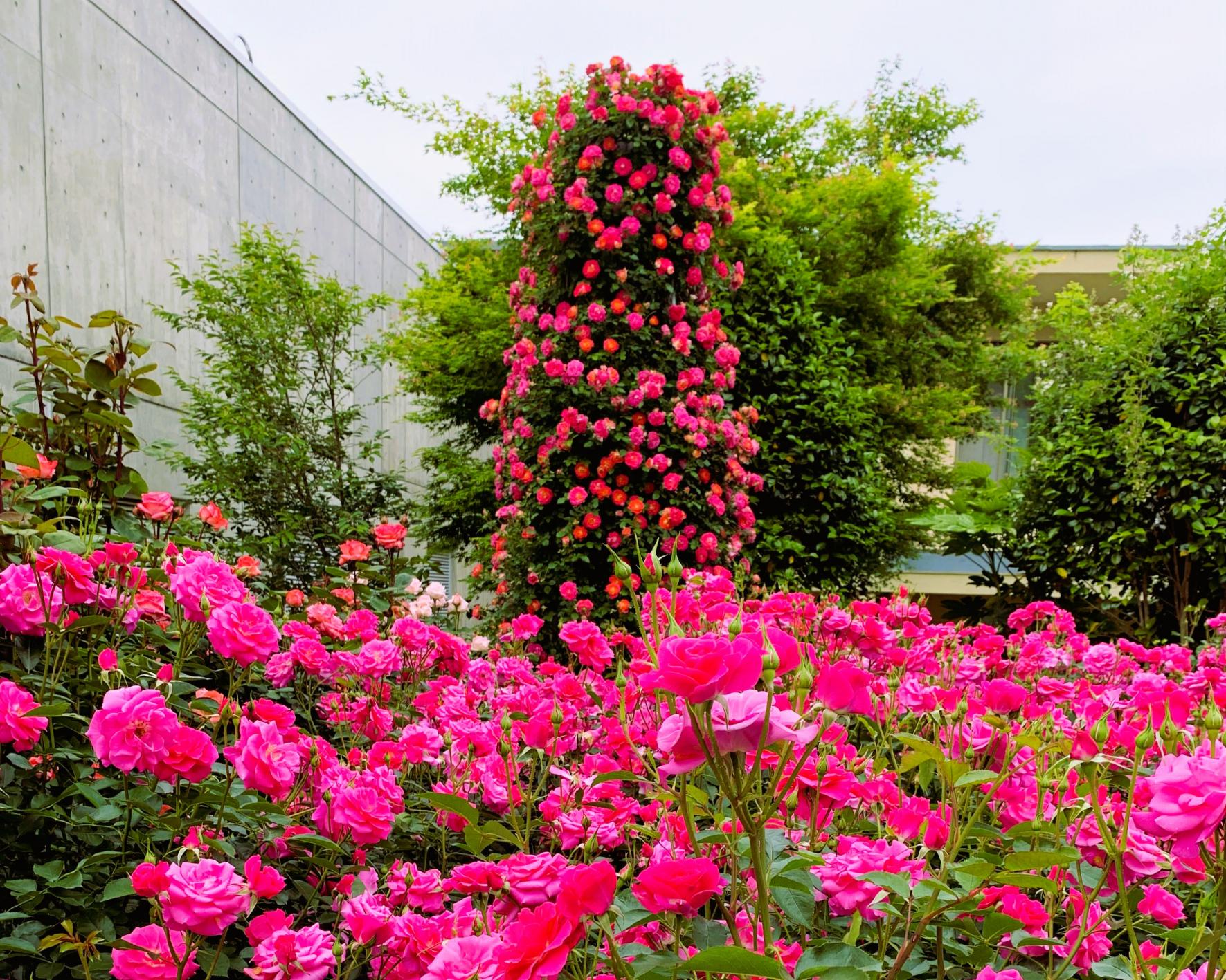 神宮ばら園の特別　皇族のバラが咲く高貴な庭-1