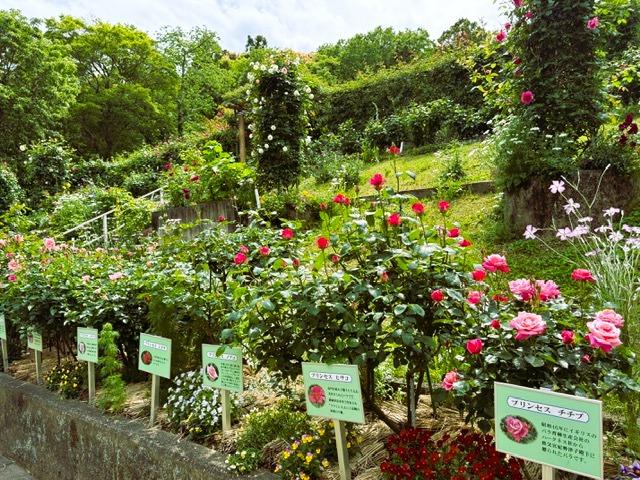 神宮ばら園の特別　皇族のバラが咲く高貴な庭-2