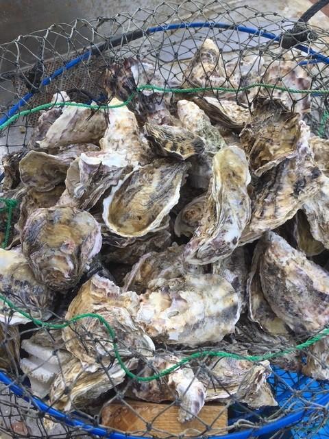 安楽島牡蠣について-0