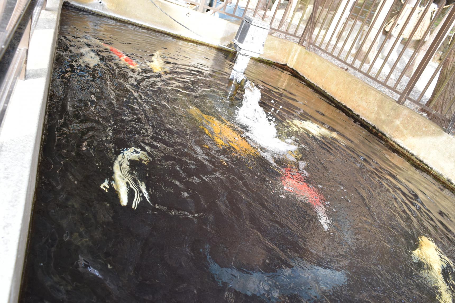 見どころ③若松神社-1