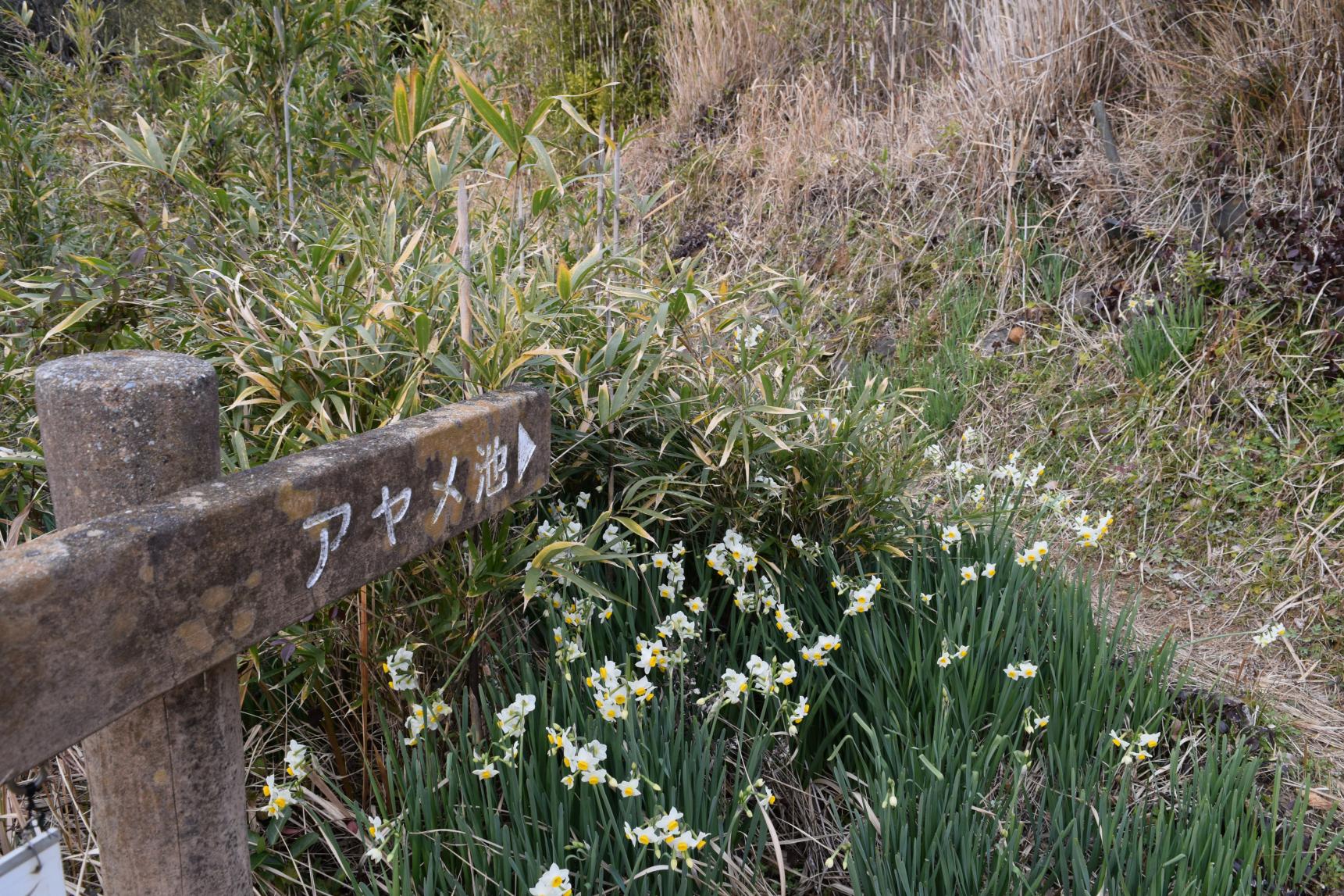 見どころ④アヤメ池-1