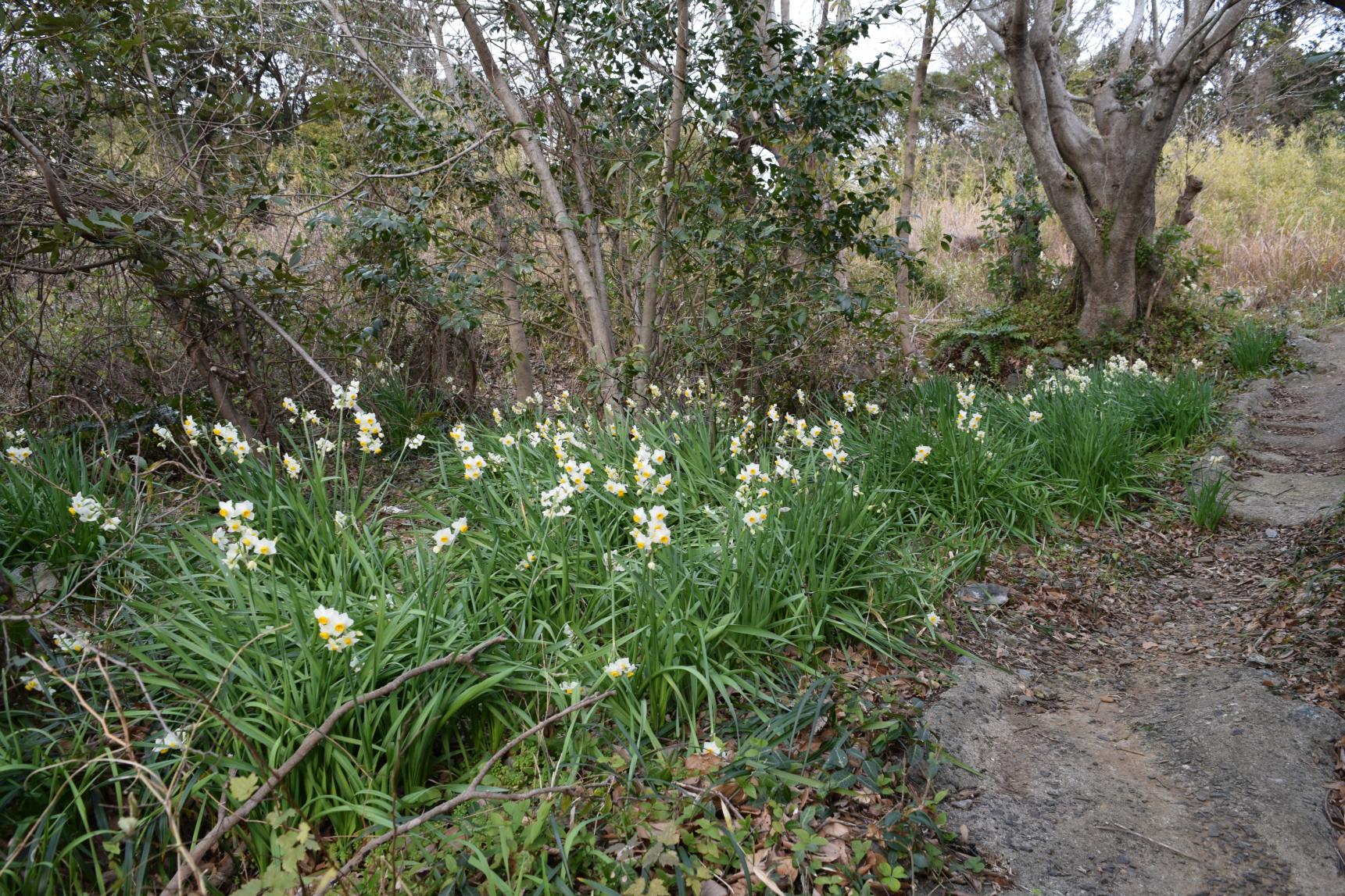 見どころ④アヤメ池-0