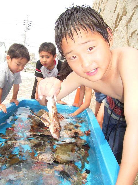 志摩市浜島・磯体験施設　海ほおずき-2