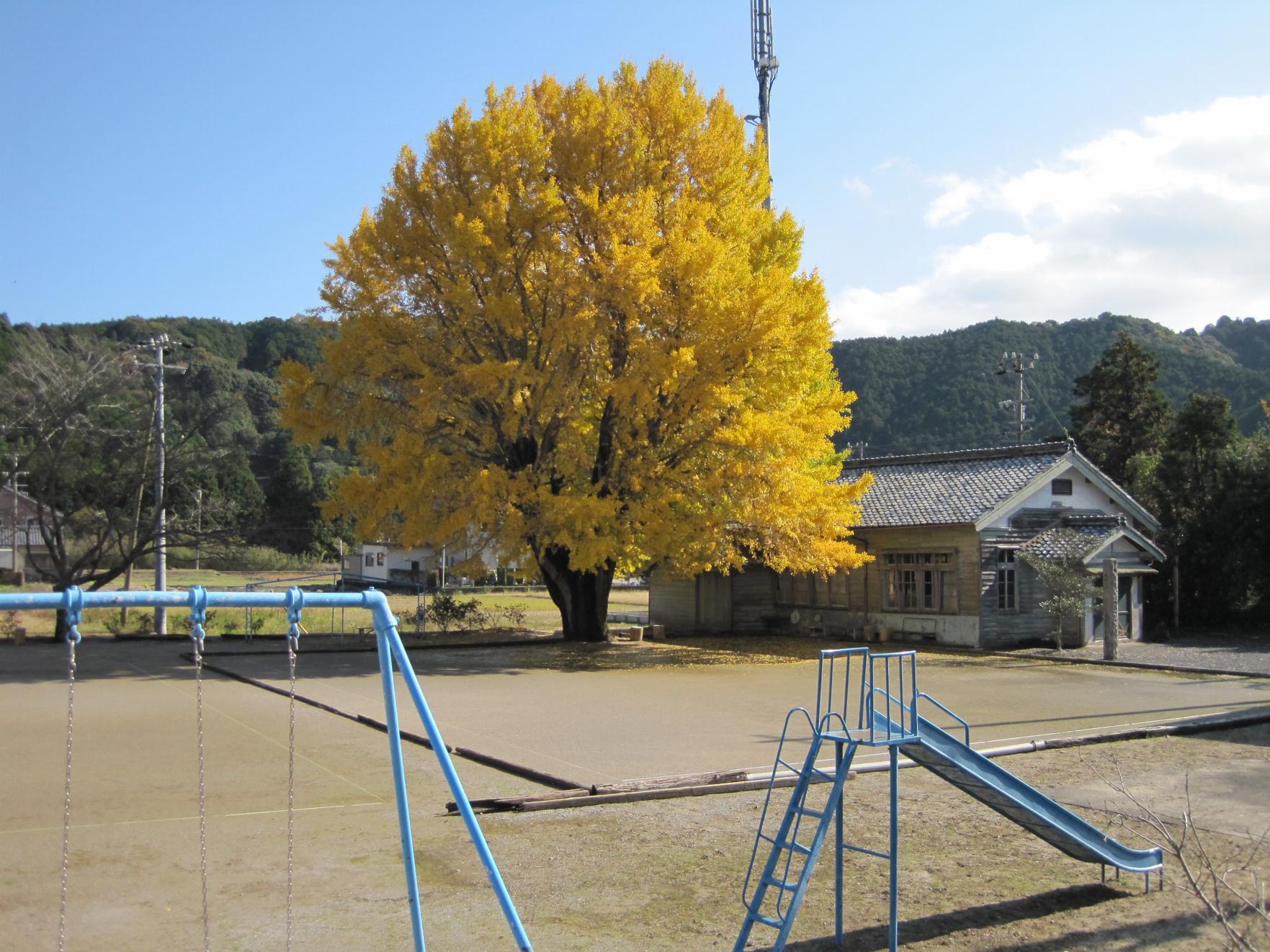 河内の大銀杏-1