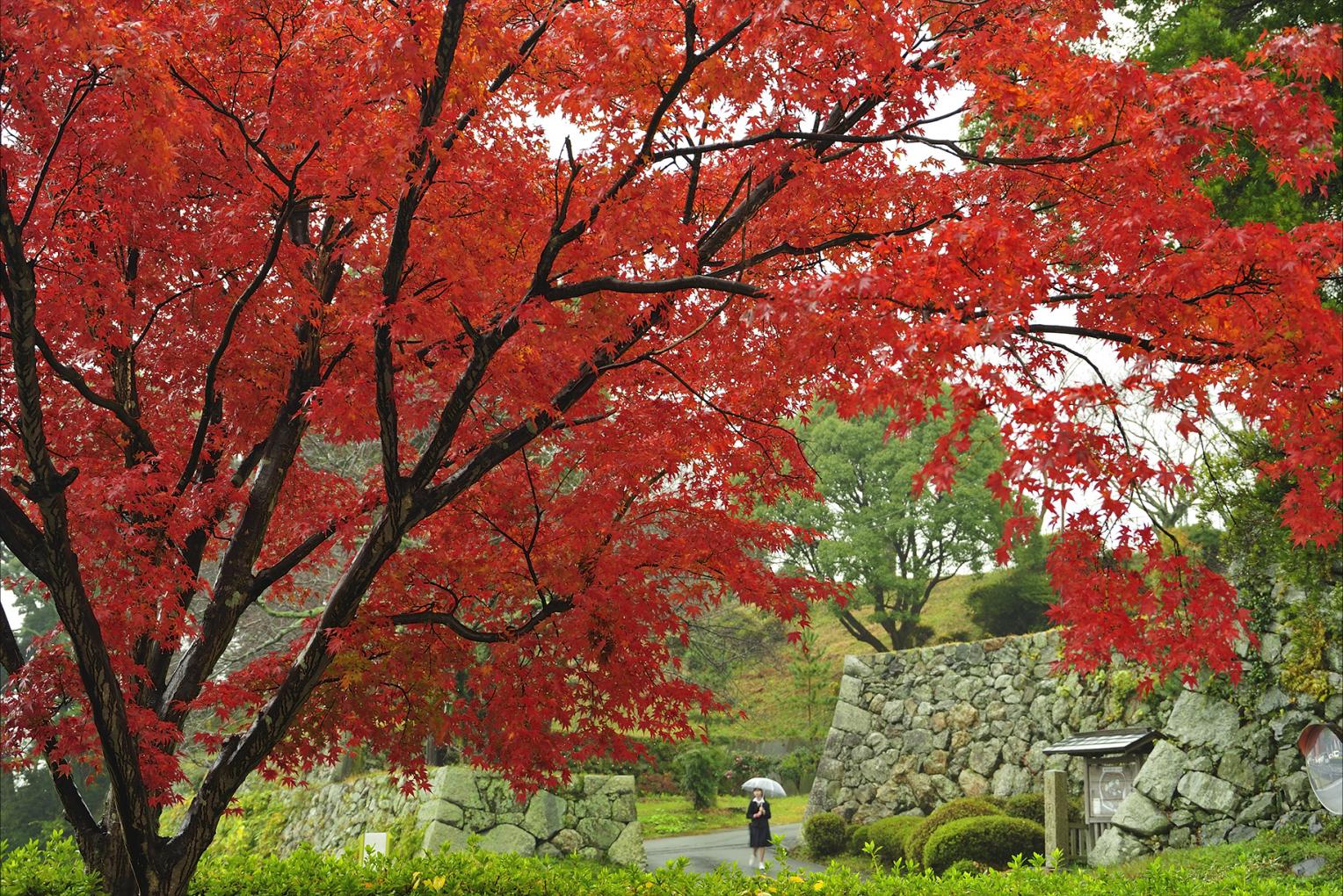 田丸城跡-0