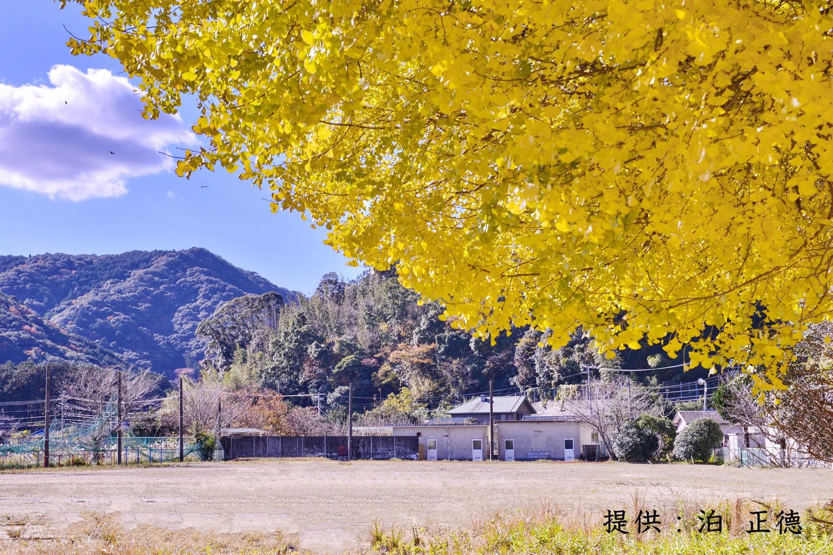 旧穂原小学校の大銀杏-0