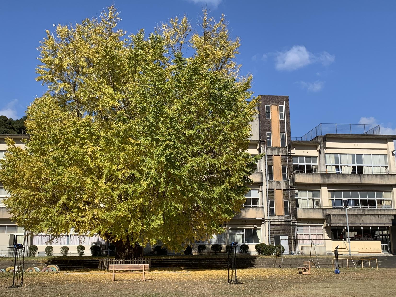 旧穂原小学校の大銀杏-1