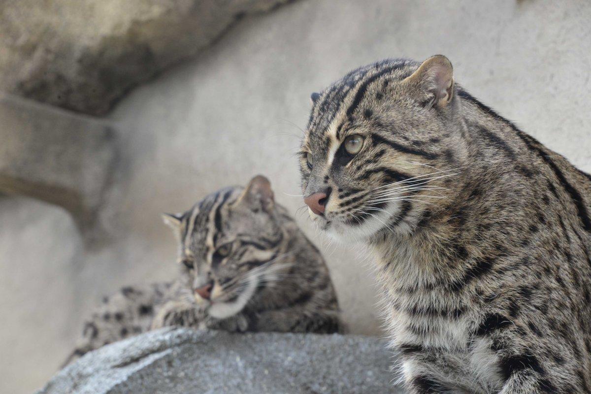 飼育種類数は日本一！鳥羽水族館-2