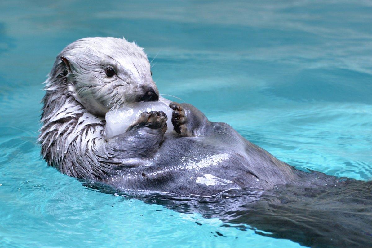 飼育種類数は日本一！鳥羽水族館-1