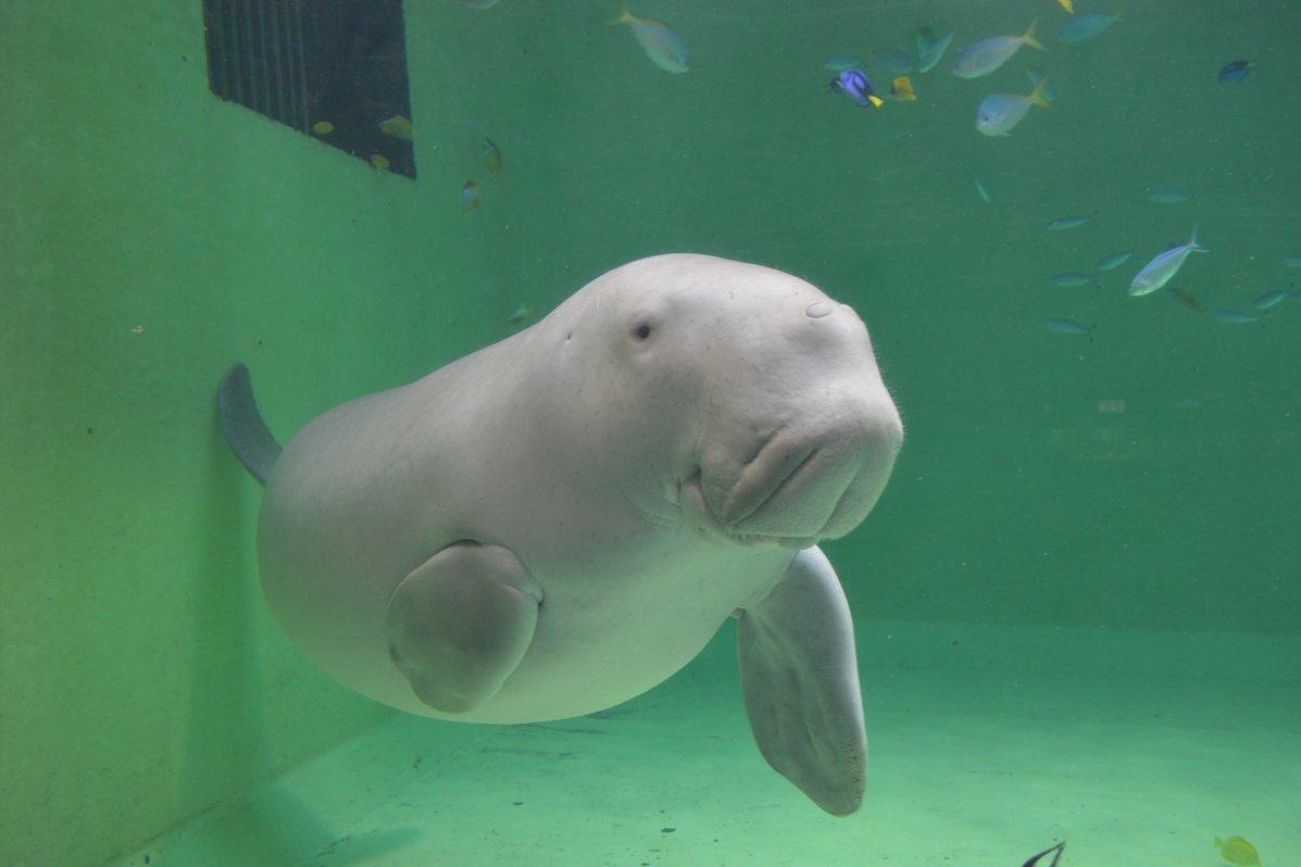 飼育種類数は日本一！鳥羽水族館-0