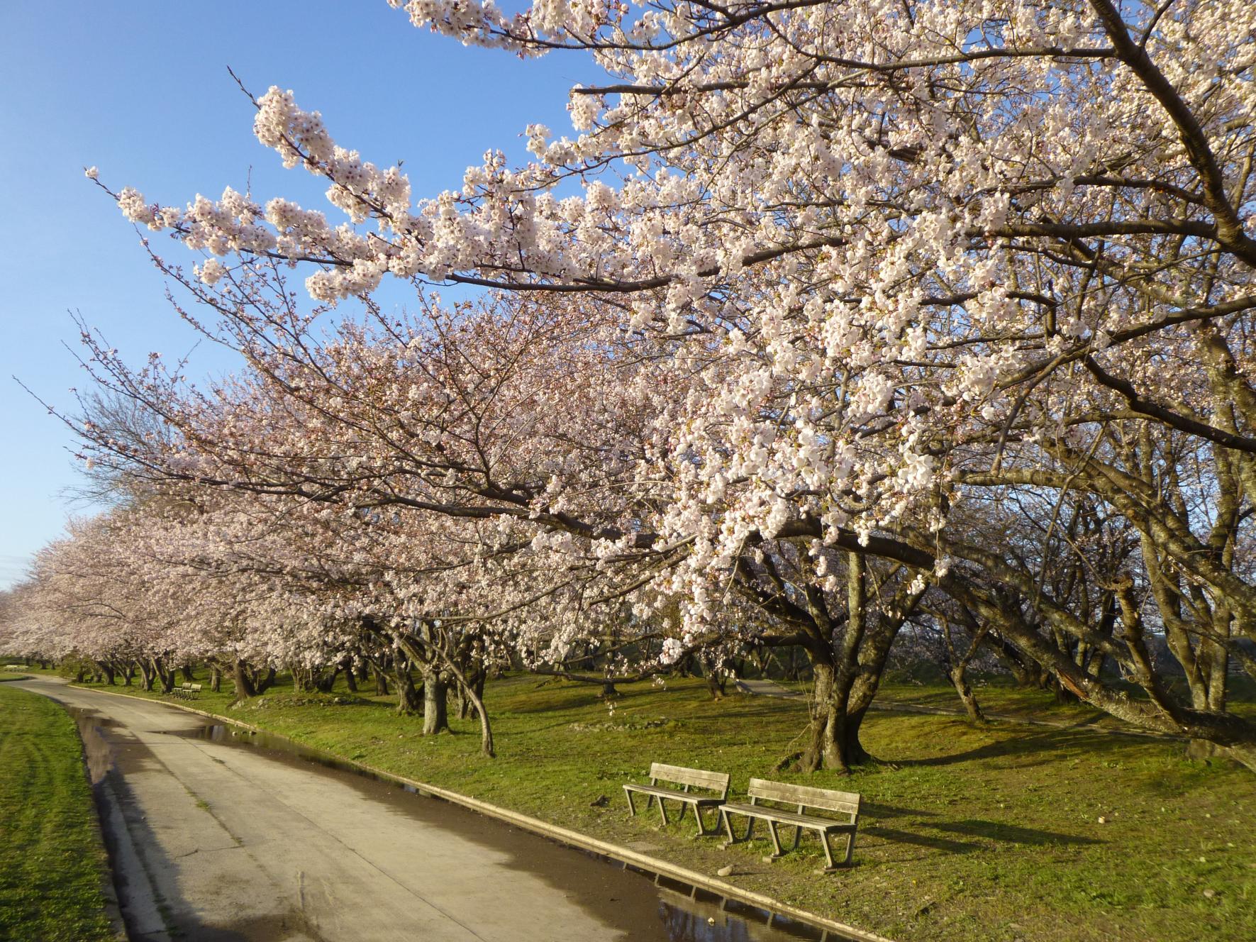 伊勢志摩の桜まつりをめぐるコース-1