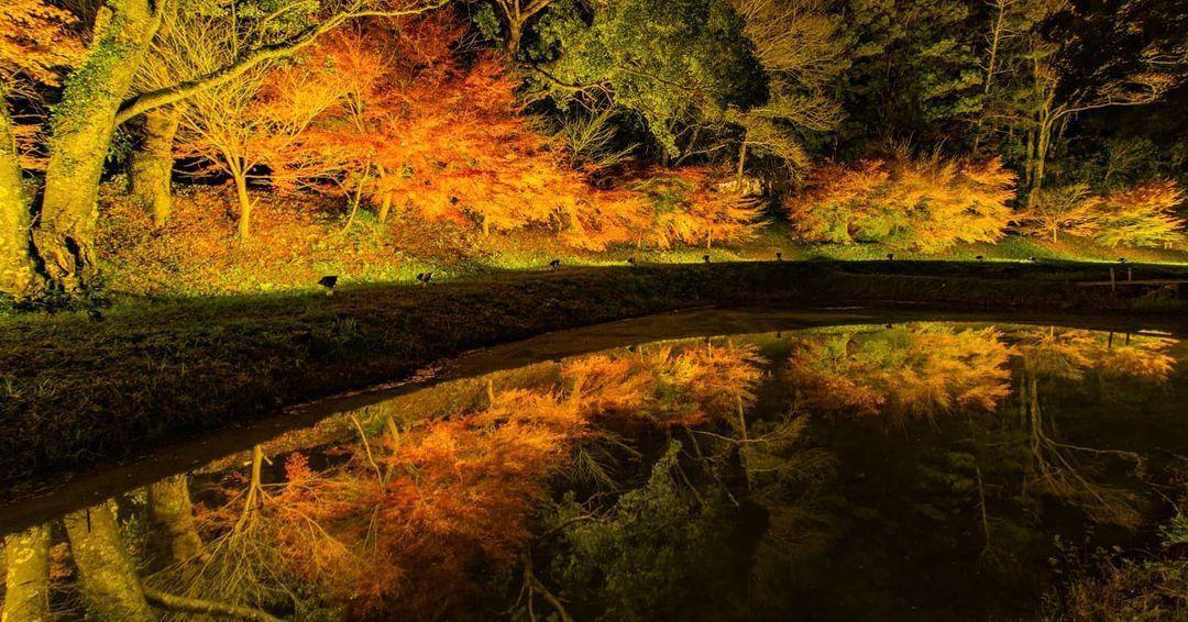 【秋～冬】伊勢志摩を彩る 季節の花特集！紅葉の見頃もご紹介します-1