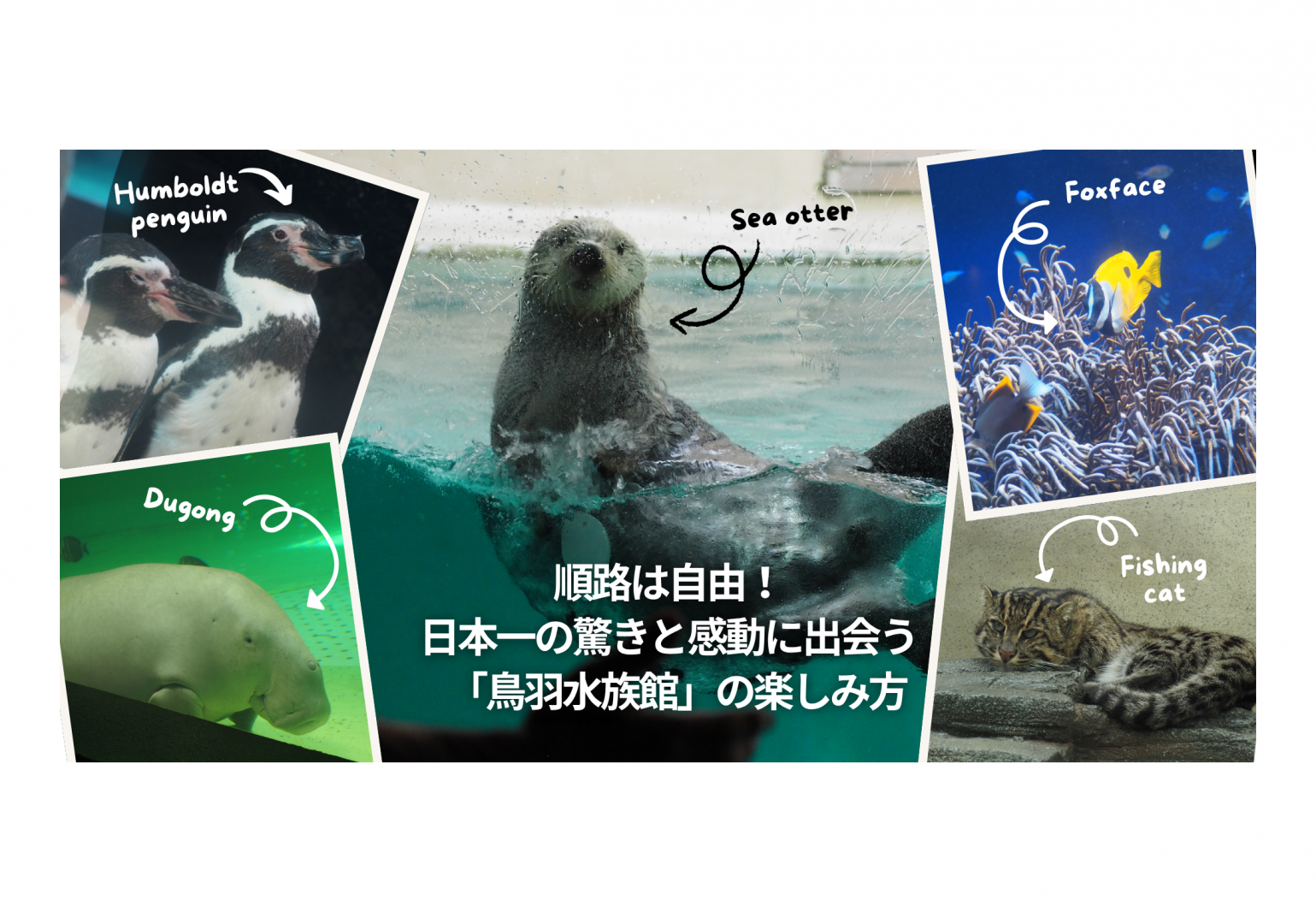 順路は自由！ 日本一の驚きと感動に出会う「鳥羽水族館」の楽しみ方-1