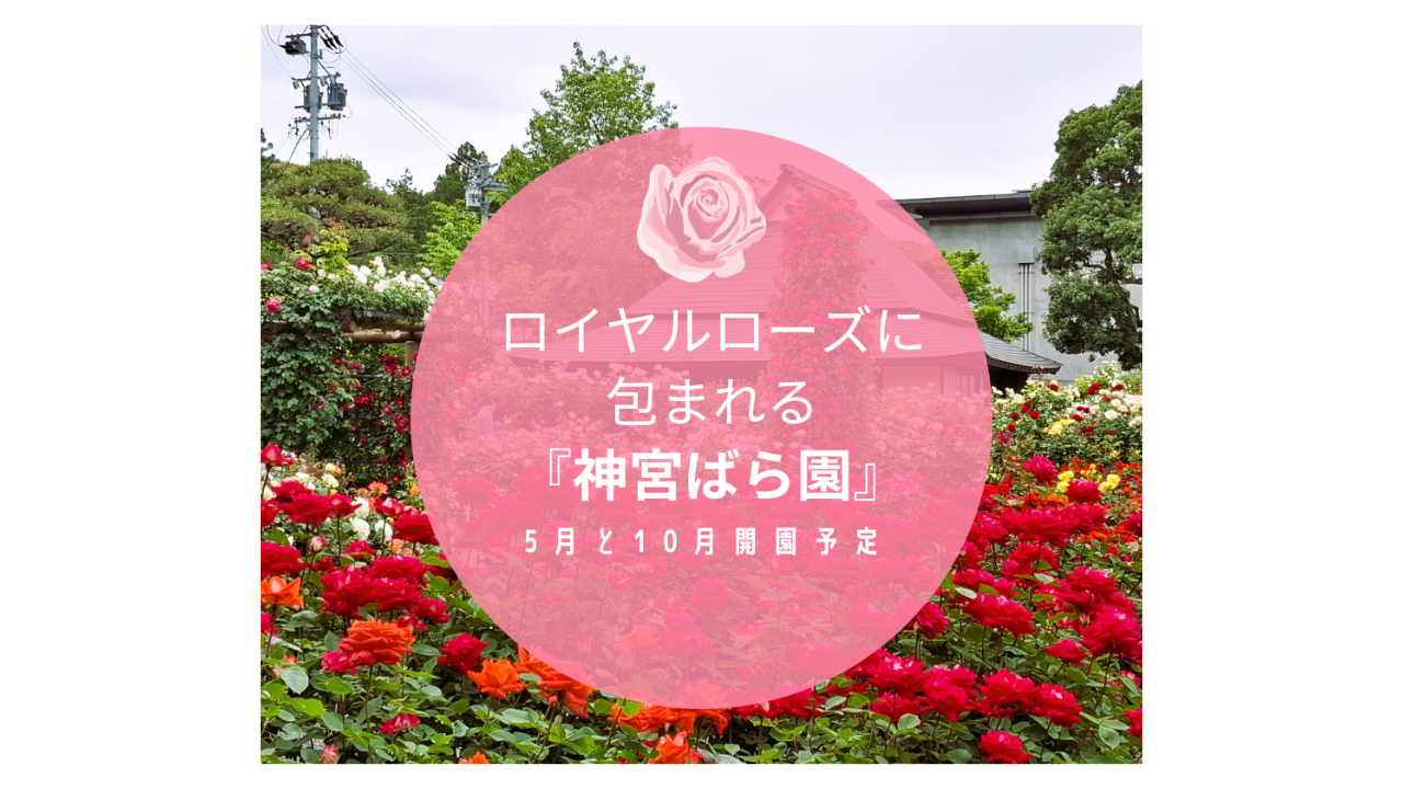 【伊勢神宮すぐそばの隠れた花園】ロイヤルローズに包まれる『神宮ばら園』-1