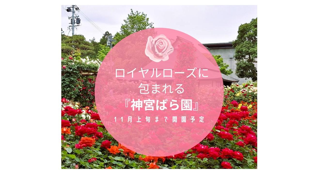【伊勢神宮すぐそばの隠れた花園】ロイヤルローズに包まれる『神宮ばら園』-1