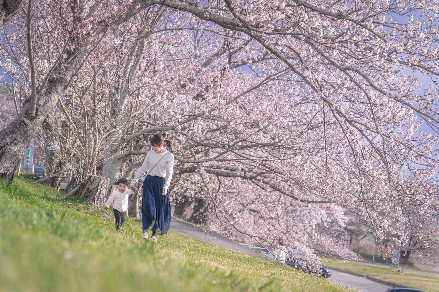 春は伊勢志摩でお花見♪満開の桜スポット特集-1