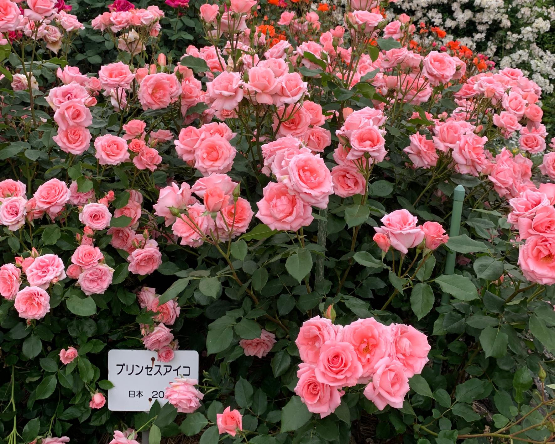 神宮ばら園 ばら展【神宮会館】-2