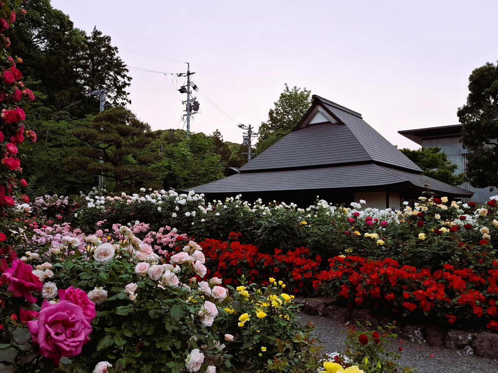神宮ばら園 ばら展【神宮会館】-8
