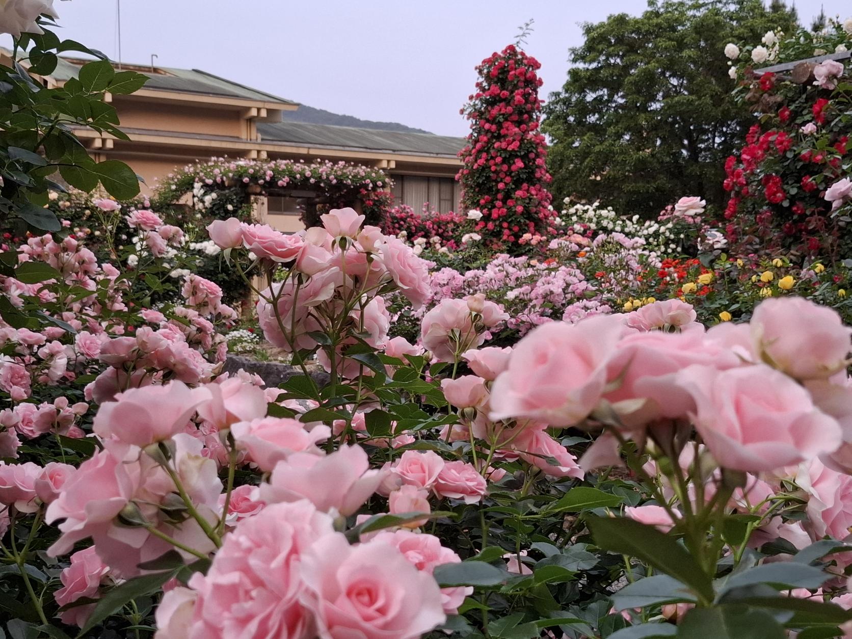神宮ばら園 ばら展【神宮会館】-1