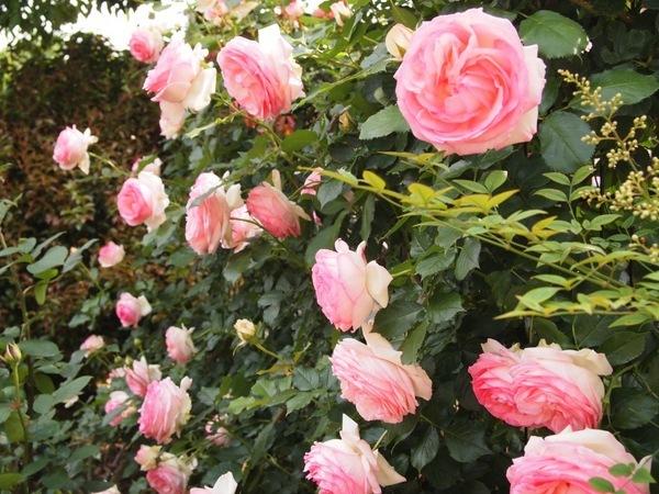 神宮ばら園 ばら展【神宮会館】-9