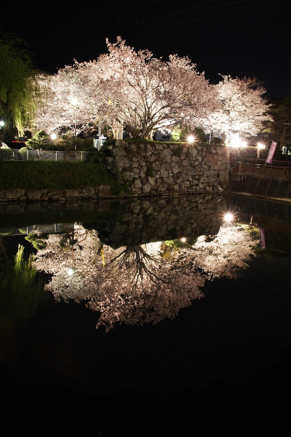 玉城町桜まつり-2