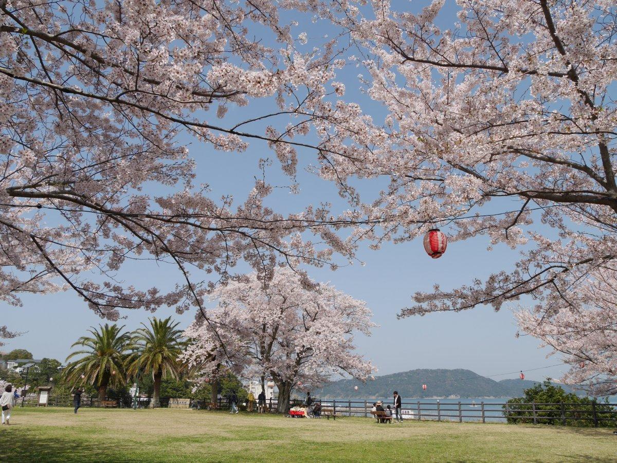 城山公園の桜