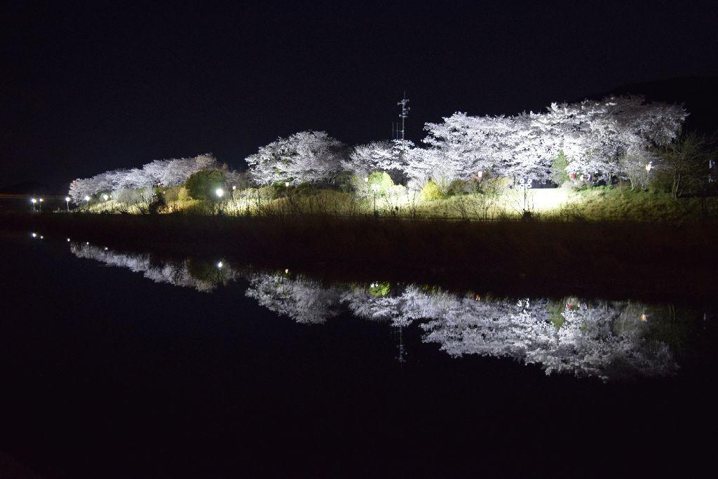 五十鈴川の桜（五十鈴川桜まつり）-2