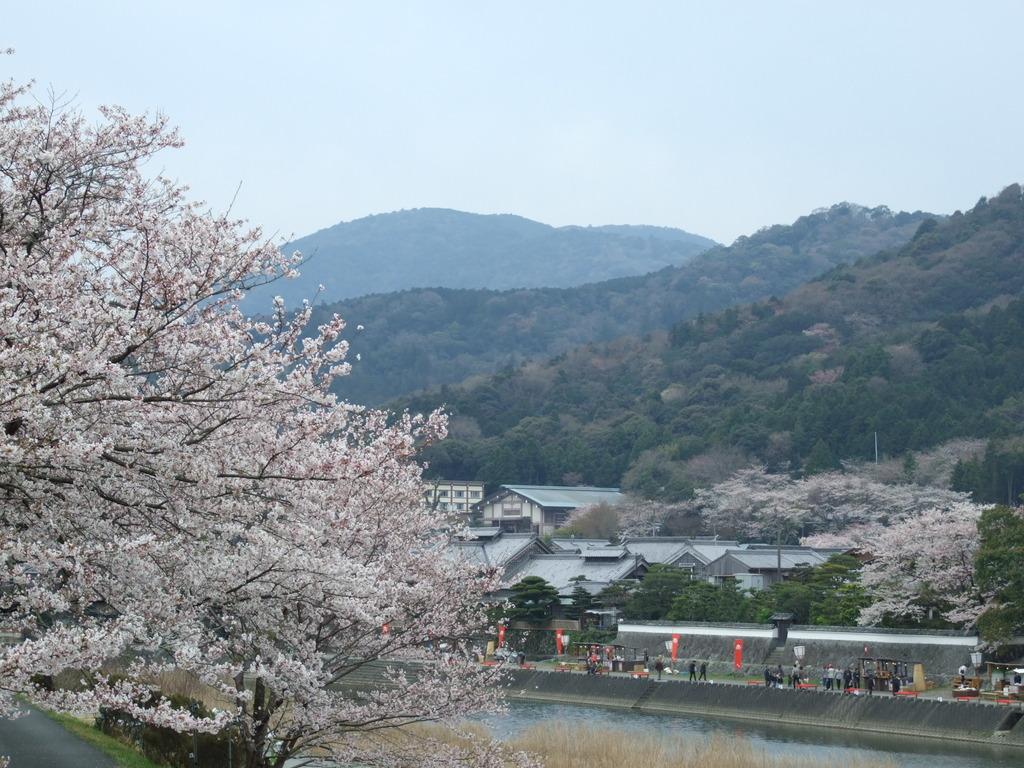 五十鈴川の桜（五十鈴川桜まつり）