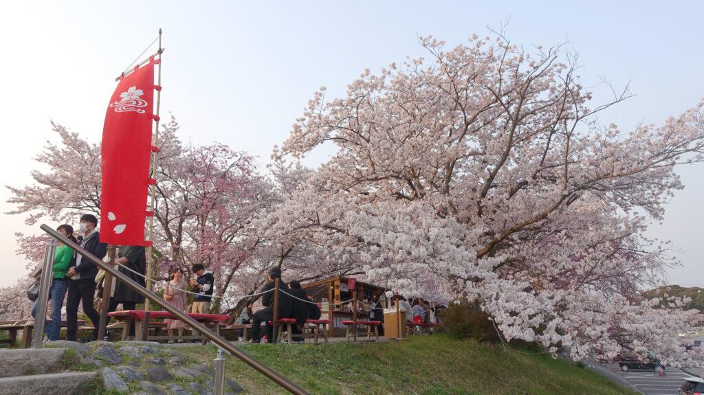 五十鈴川の桜（五十鈴川桜まつり）-1