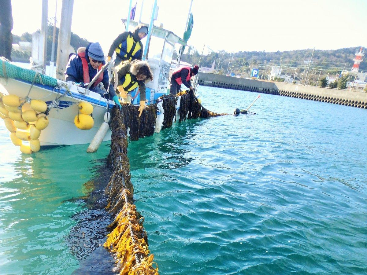 ワカメ刈り♪と採れたてワカメしゃぶしゃぶランチツアー（海島遊民くらぶ）-3