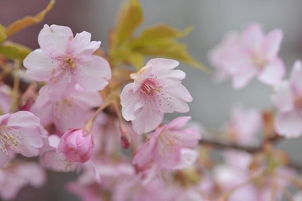 大慈寺の観桜会-2