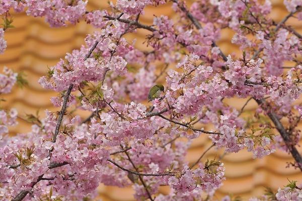 大慈寺の観桜会-0