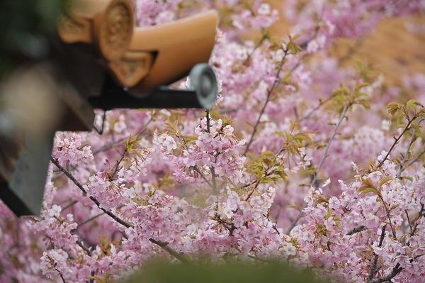 大慈寺の観桜会-1