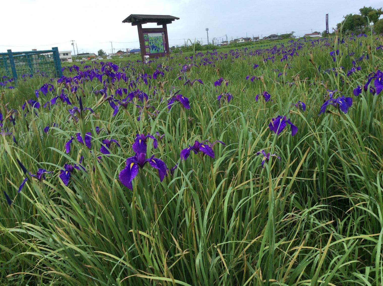 斎宮のハナショウブ群落-1