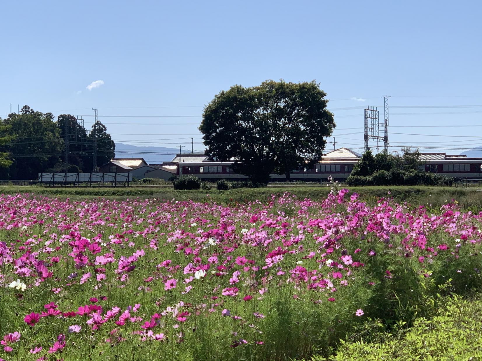 斎宮のコスモス-1