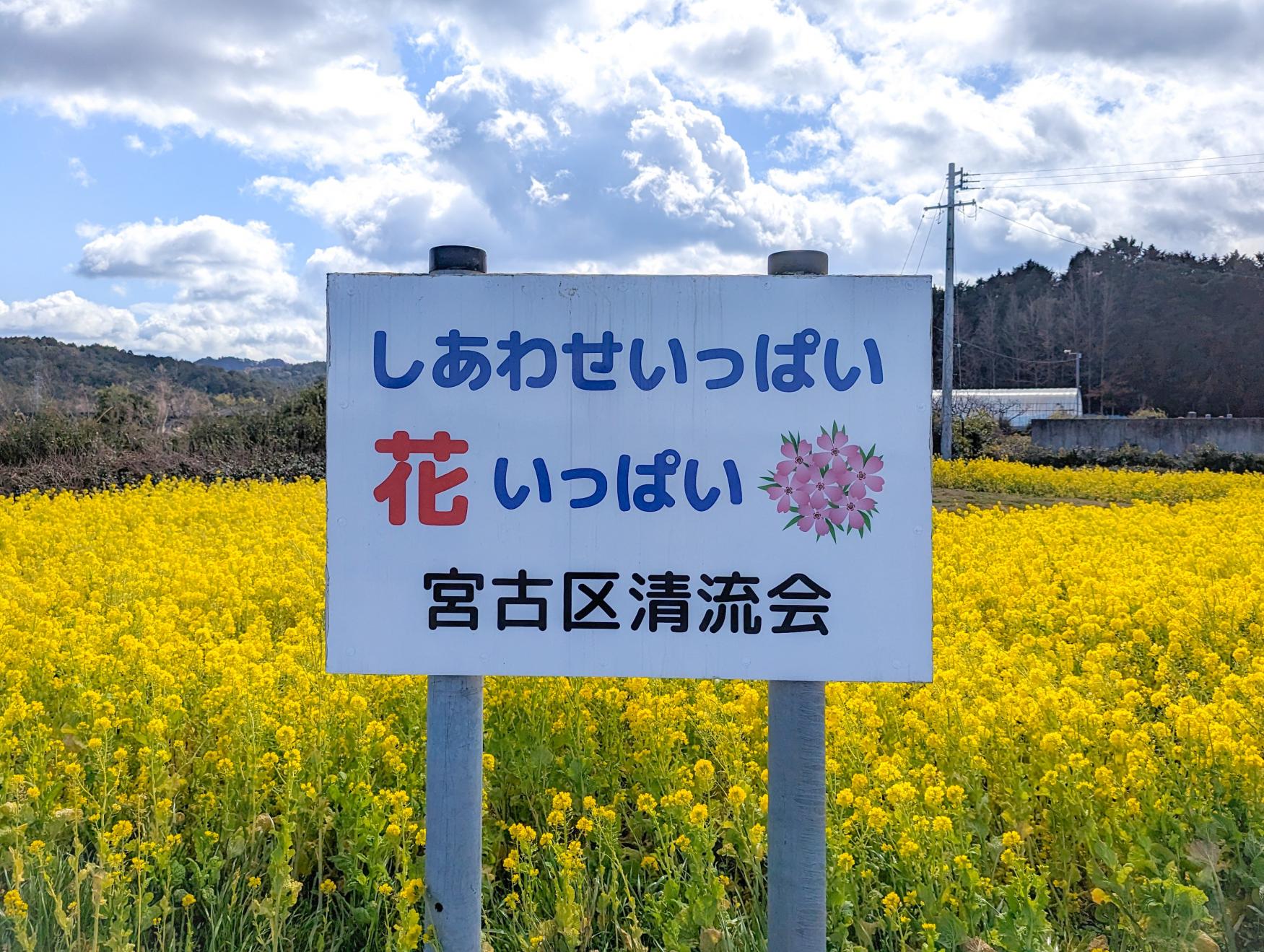 玉城町宮古区の菜の花畑-2