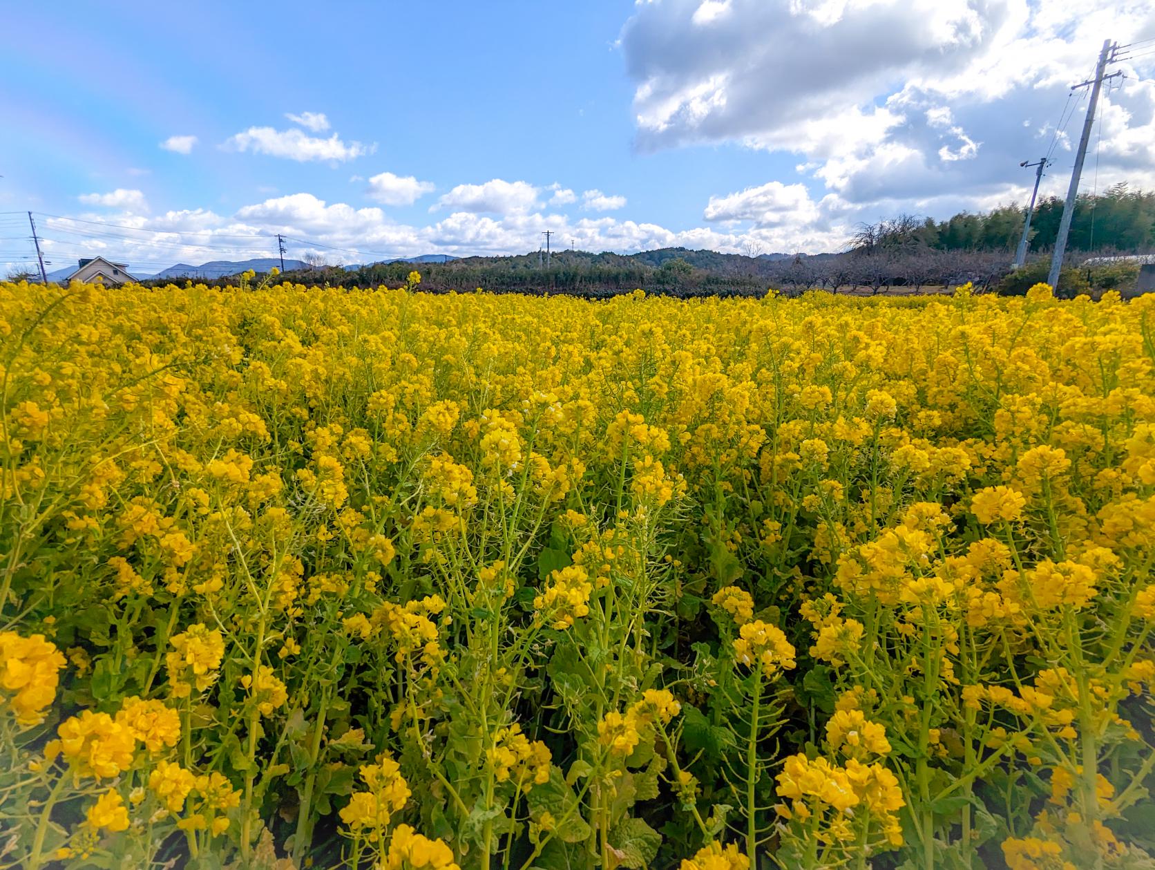 玉城町宮古区の菜の花畑-3