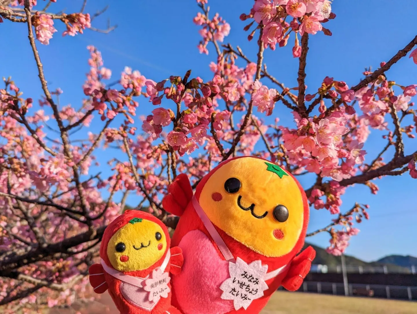 奈屋浦グラウンドの河津桜-1