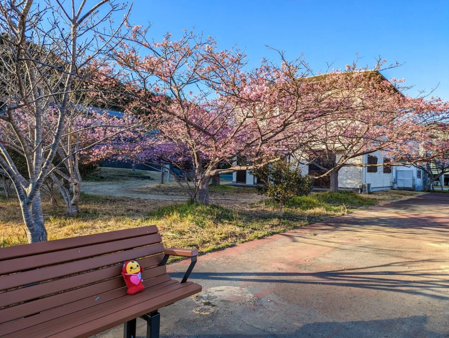 奈屋浦グラウンドの河津桜-2