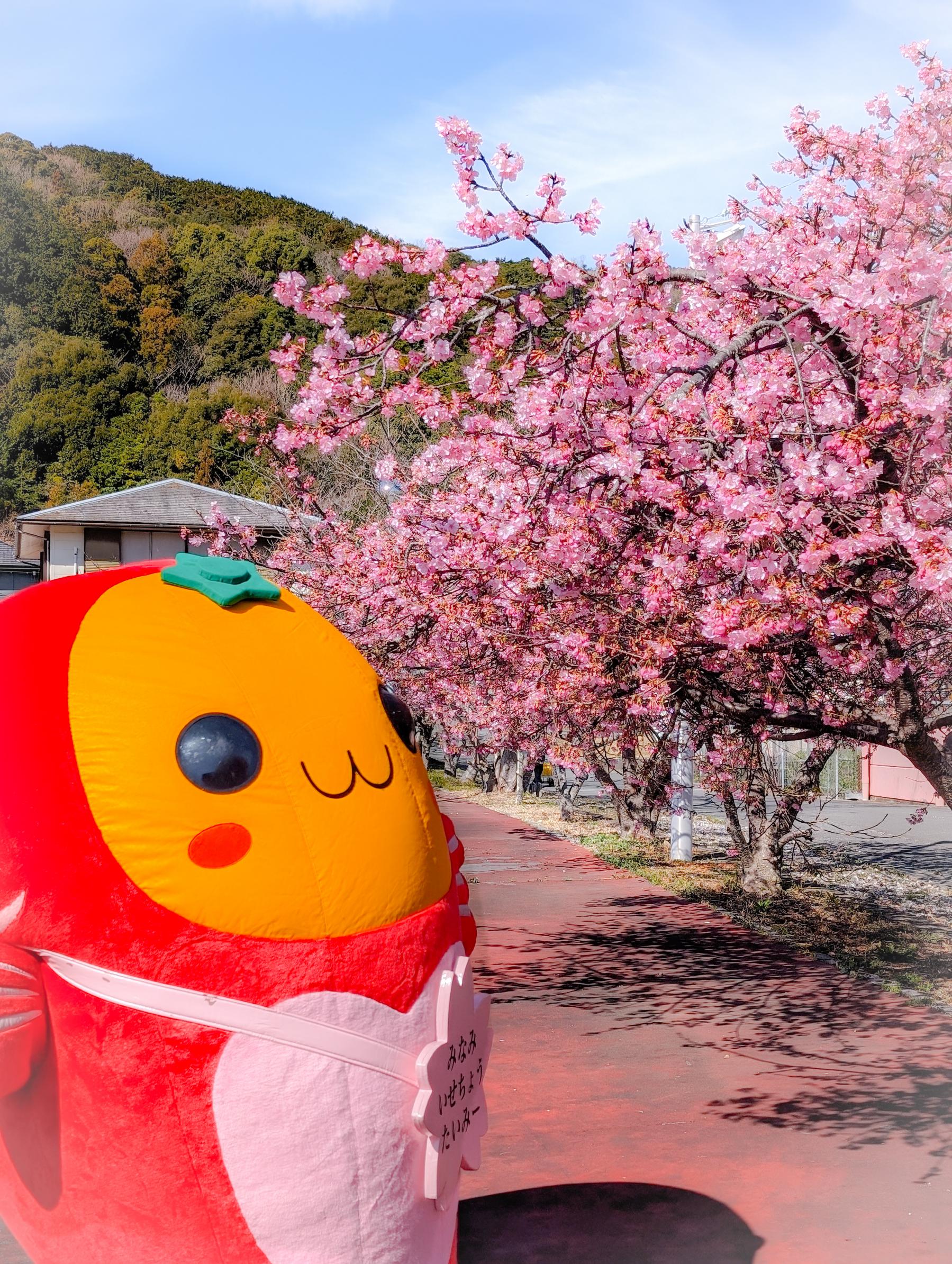 奈屋浦グラウンドの河津桜-3