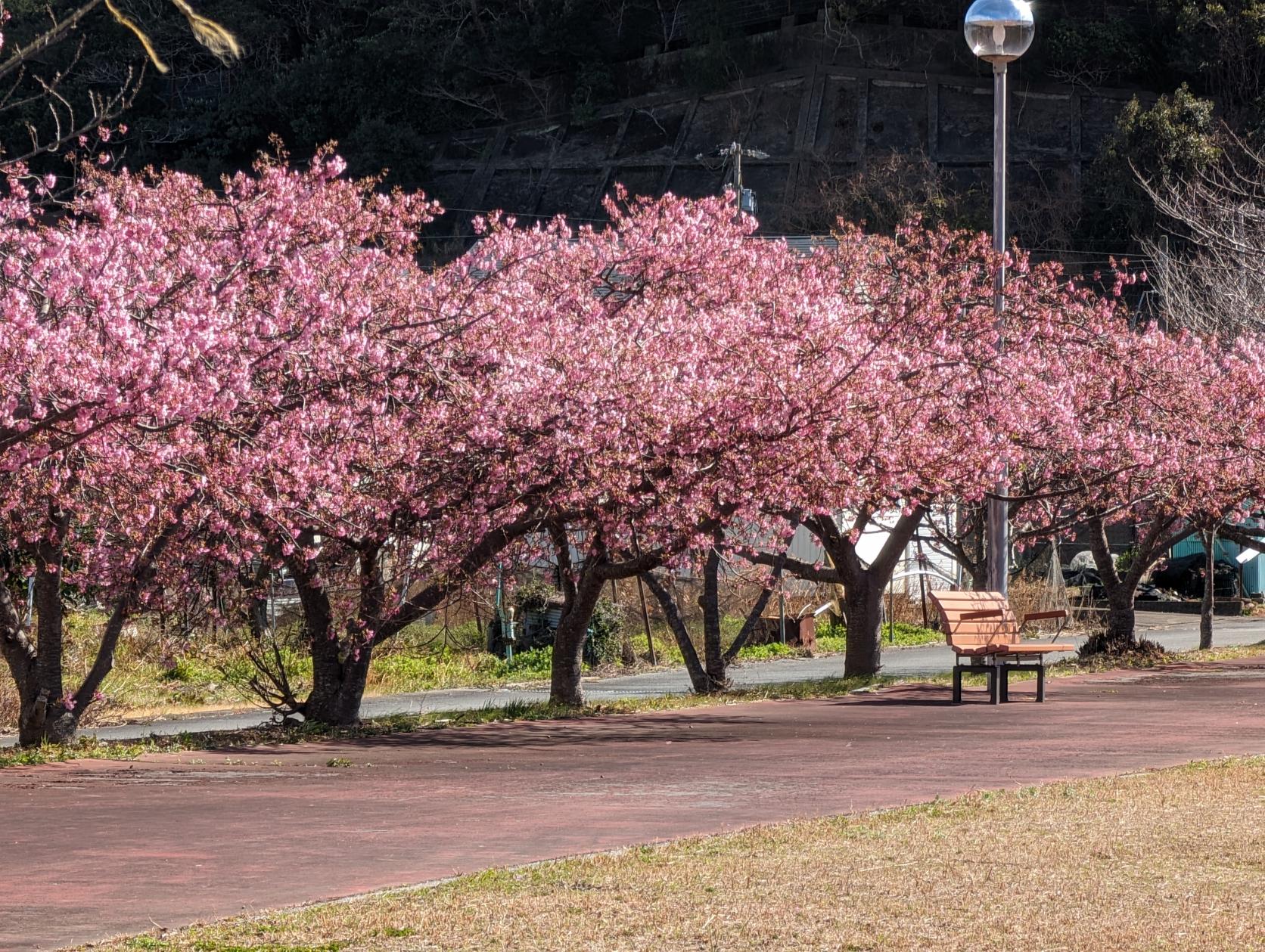 奈屋浦グラウンドの河津桜-4