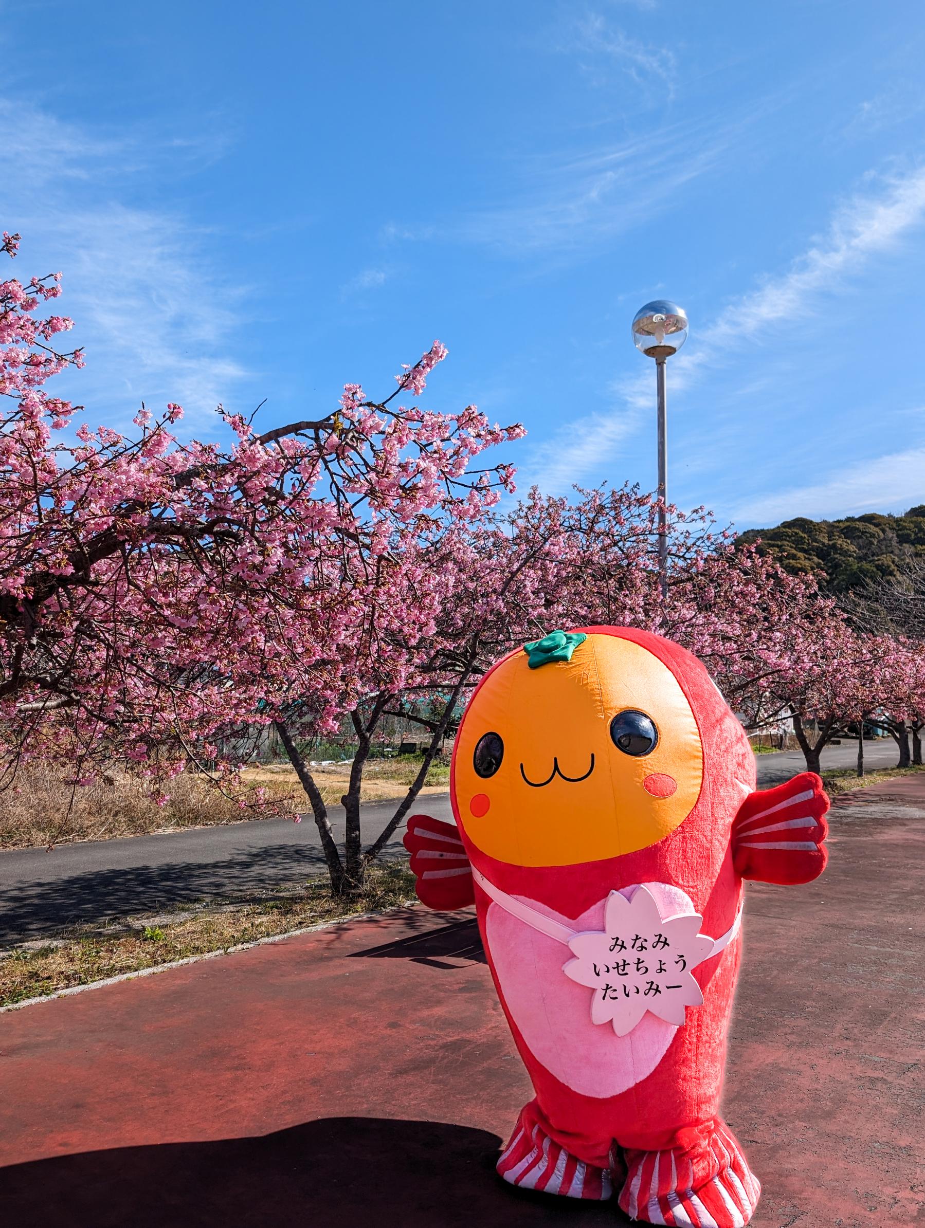 奈屋浦グラウンドの河津桜-6