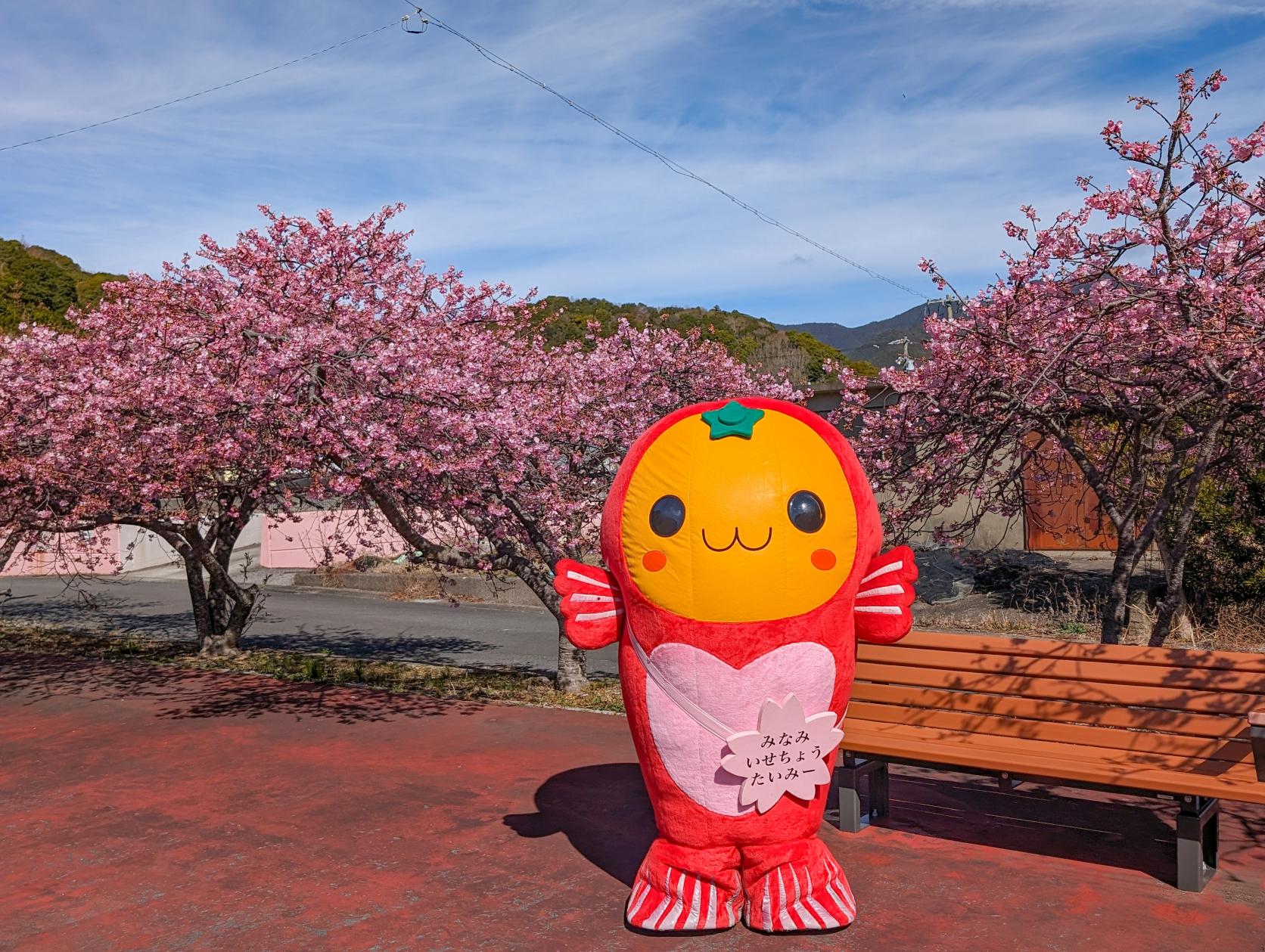 奈屋浦グラウンドの河津桜-9