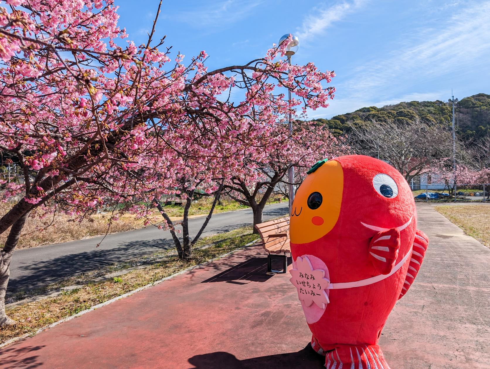 奈屋浦グラウンドの河津桜-7