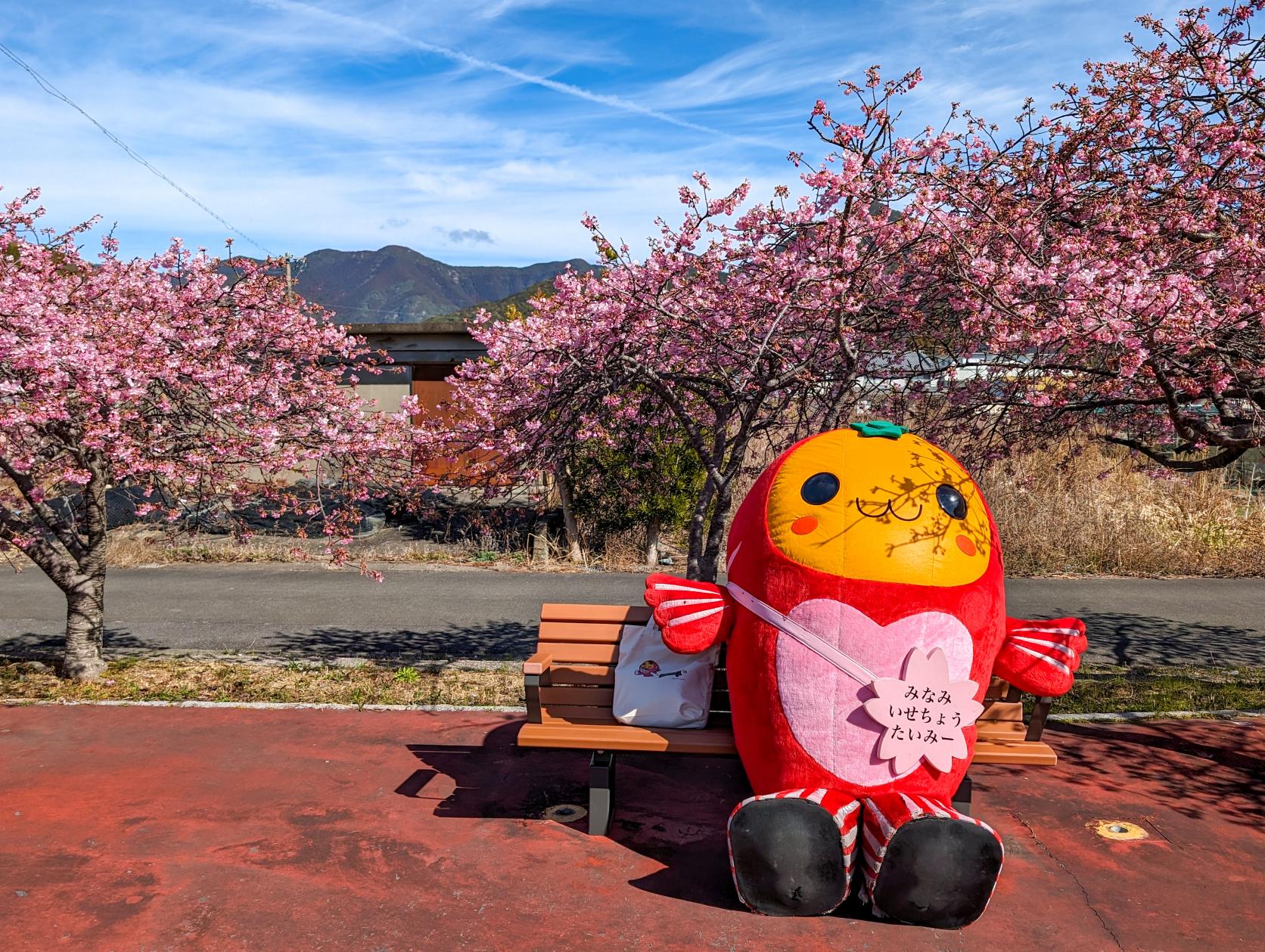 奈屋浦グラウンドの河津桜-8