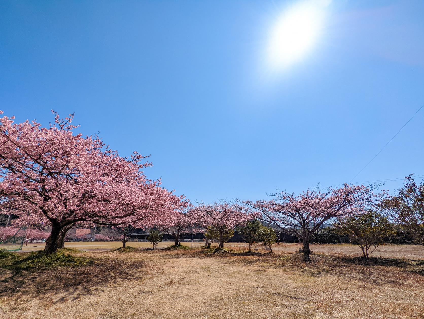 奈屋浦グラウンドの河津桜-0