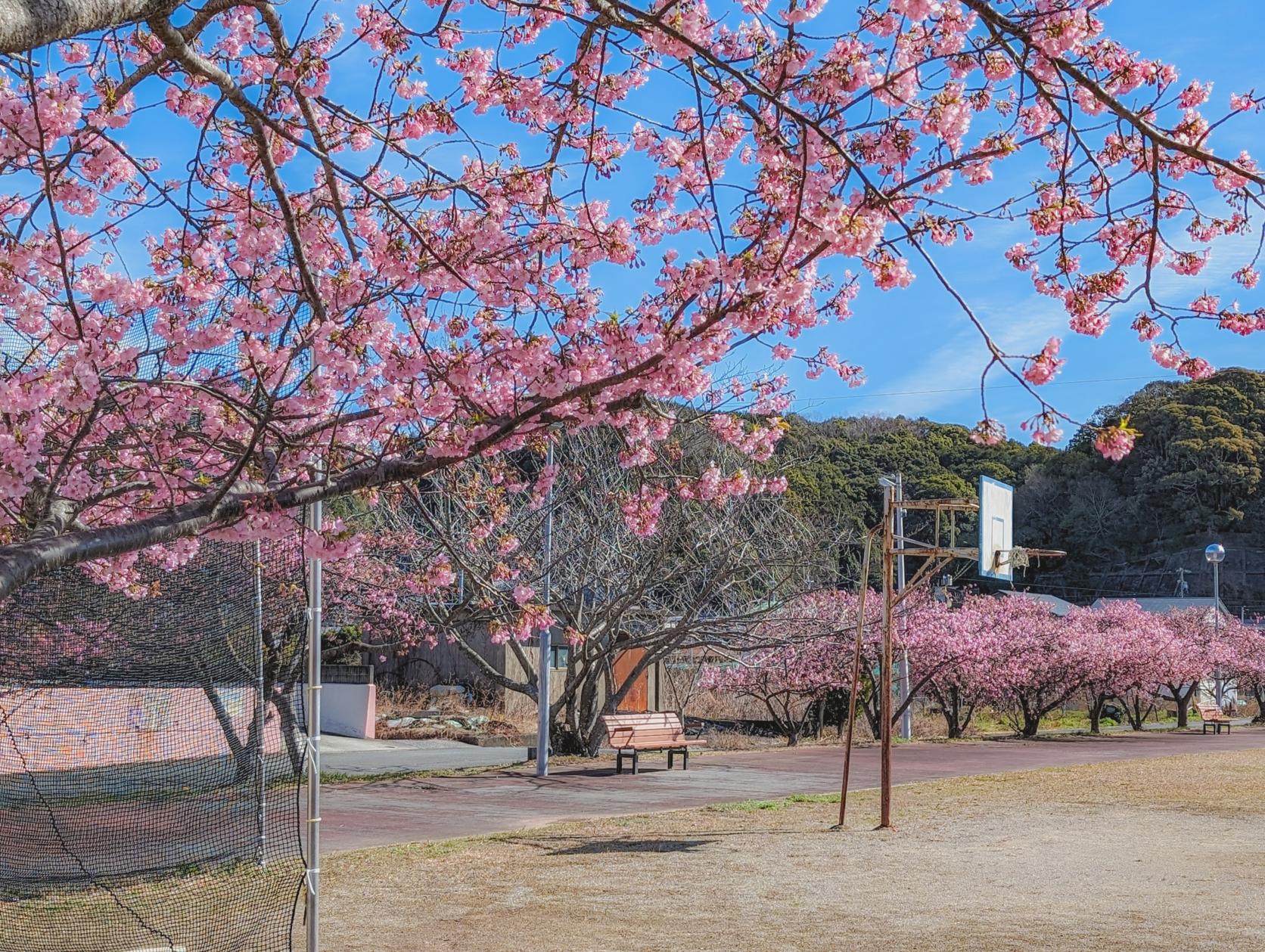 奈屋浦グラウンドの河津桜-5