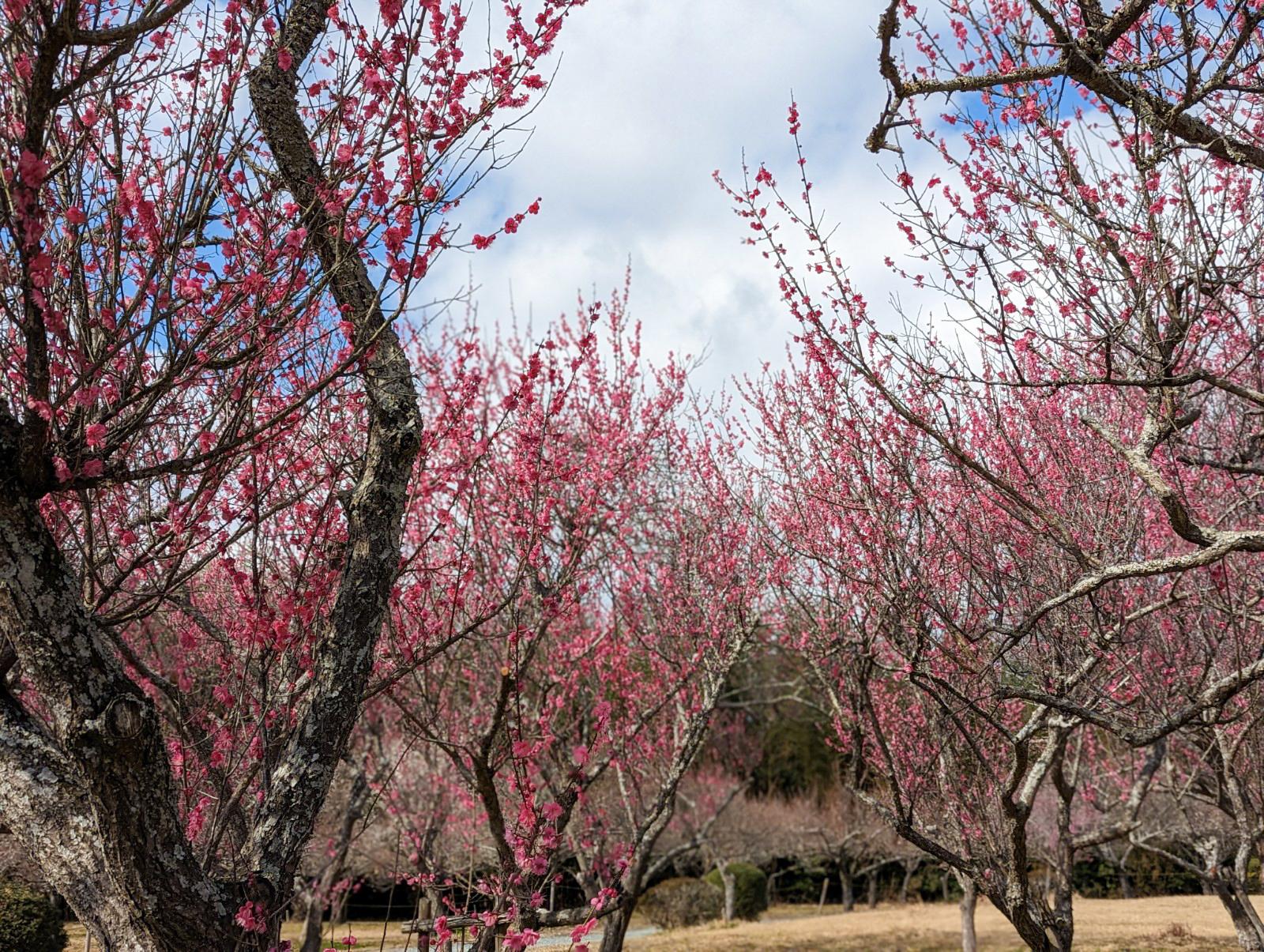 斎宮歴史博物館の梅林（ふるさと芝生広場）-3