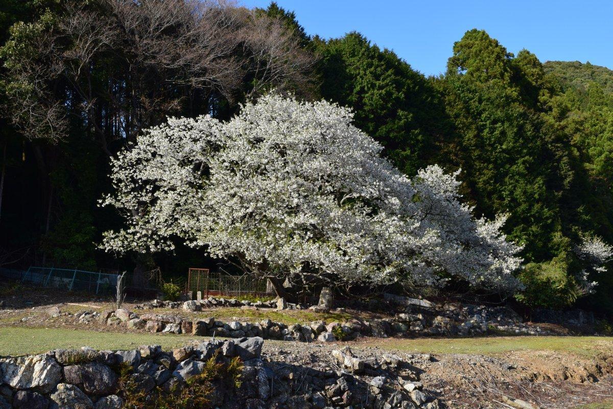 志摩市のオオシマザクラ（天の岩戸）