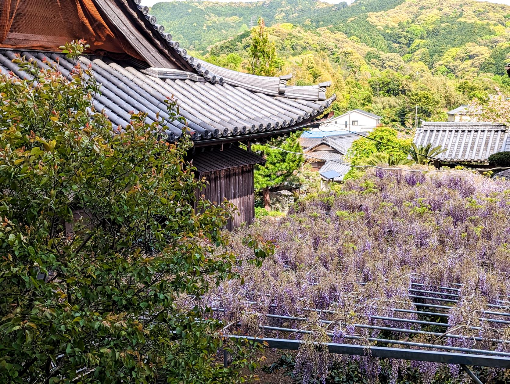 正泉寺（藤棚）-2